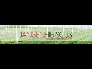 Jansen Hibiscus