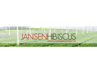 Jansen Hibiscus