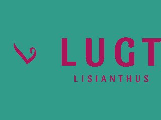 Lugt Lisianthus